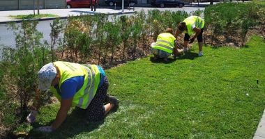 Stire din Social : Mai multă verdeață pe bulevardul Mamaia. Au fost montate rulouri de gazon