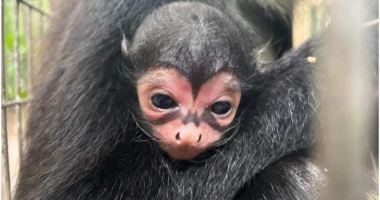 Maimuța ”Batman”: o primată a devenit celebră imediat după naștere pentru un semn unic, pe nas