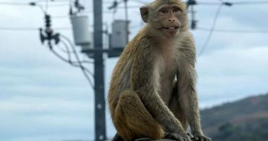 Stire din Actualitate : O țară întreagă a fost lăsată fără curent electric din cauza unei maimuțe