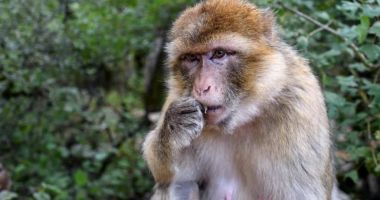Stire din Actualitate : De necrezut! Și-a dat la schimb fiica adoptivă pentru o maimuță pe care voia să o adauge la "colecția ei"