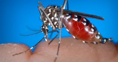 Stire din Eveniment : Situație alarmantă! Șase noi cazuri de infecție cu virusul West Nile