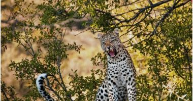 Stire din Actualitate : O mamă din India a alergat aproape 1 km după un leopard, și apoi s-a luptat cu el pentru a-și salva copilul