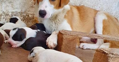 Mamă eroină la Adăpostul pentru animale din Constanța. O cățelușă cu nouă pui a mai "adoptat" încă nouă, aruncați pe marginea drumului - 3