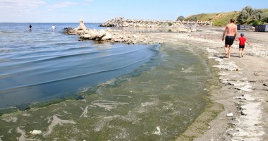 Invazia algelor pe litoralul românesc - 2