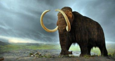 Stire din Actual : 15 milioane de dolari pentru reînvierea mamutului lânos, dispărut în urmă cu 4.000 de ani