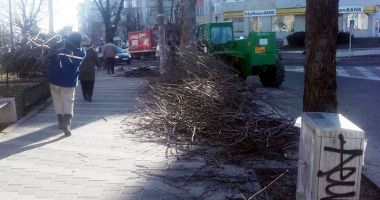 Stire din Politică-Administrație : Primăria Mangalia  a început toaletarea copacilor  din localitate