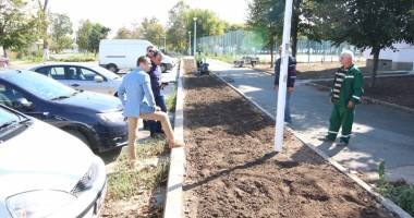 Stire din Politică-Administrație : Campanie de plantare a copacilor în Mangalia