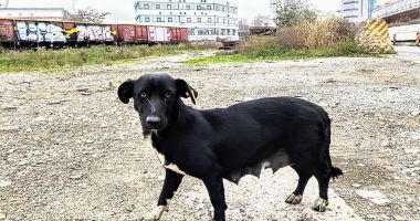 Maraton de sterilizare a câinilor de casă, la Constanţa - 2