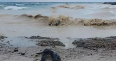 Stire din Actualitate : Poluare cu ulei de floarea-soarelui la Marea Neagră. Zeci de păsări moarte