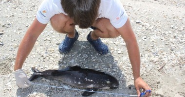 Stire din Social : Mare Nostrum. Delfin mor pe plajă, la Gridul Chituc