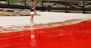 Stire din Social : Galerie foto/ Marea de sânge din Australia