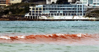 Galerie foto/ Marea de sânge din Australia - 3