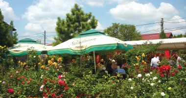 Casa Margo, "natura vie" de la 2 Mai - 2