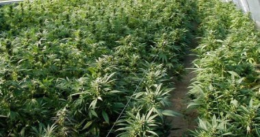 Stire din Eveniment : "Patronii" fermei de marijuana din satul Credința condamnați de Tribunalul Constanța