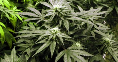Stire din Actualitate : Șase persoane arestate, printre care o româncă, după descoperirea a o mie de plante de marihuana, în Spania
