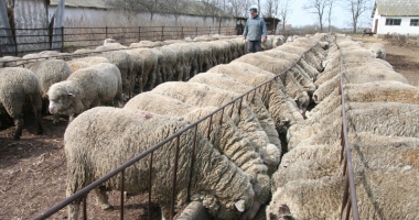 Stire din Economie : Marile ambiții ale cercetătorilor din Oieria Palas