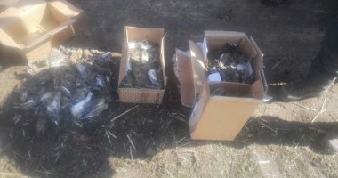 Masacru făcut de vânătorii italieni în Constanța - 4