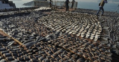 Stire din Actualitate : Masacrul din adâncuri: 100 de milioane de rechini sunt uciși anual