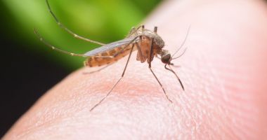Stire din Social : 12 decese,  din cauza infecției cu virusul West Nile