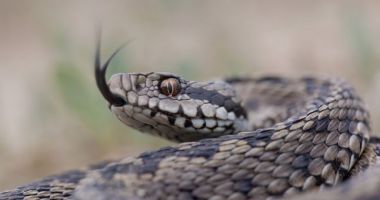 Stire din Social : Tot mai multe vipere! Salvamont: În caz de mușcătură nu se aplică garou, nu se aspiră veninul cu gura