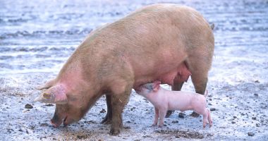 Stire din Economie : Fermierii vor avea voie să crească MAXIM 5 porci în gospodării!