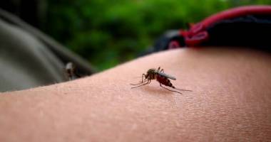 Stire din Sănătate : ALERTĂ MAXIMĂ! Virusul Zika cuprinde Europa
