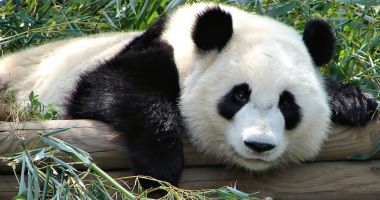 Stire din Social : Urșii panda nu mai sunt o specie în pericol, ci una „vulnerabilă”