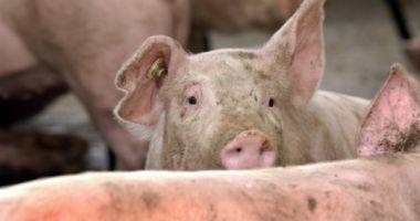 Stire din Social : FOCAR DE PESTĂ PORCINĂ, ÎN ROMÂNIA! Un virus mortal, identificat de autorități