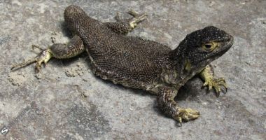 Descoperire importantă pentru ştiinţă, într-o rezervaţie naturală