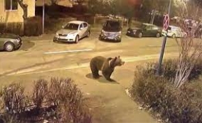 Stire din Eveniment : Mărturia unei rude a șefului Salvamont atacat de urs: „A făcut infarct. Ursul l-a lăsat după ce n-a mai mișcat”