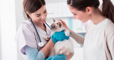 Stire din Social : România, singura ţară din Europa care poate asigura un medic veterinar în fiecare localitate