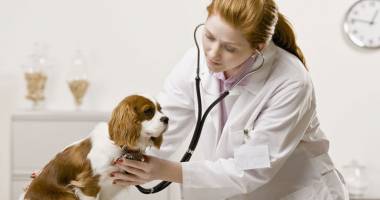 Stire din Sănătate : Medicii veterinari din Europa și-au dat întâlnire. Iată unde