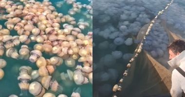Invazie de meduze pe litoral. Imagini inedite surprinse de pescari