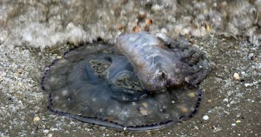 Invazie de meduze, la malul mării. "Nu sunt periculoase pentru oameni, dar afectează ecosistemul!" - 3