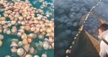 Stire din Social : Meduzele moarte au invadat litoralul românesc. Cum explică biologii
