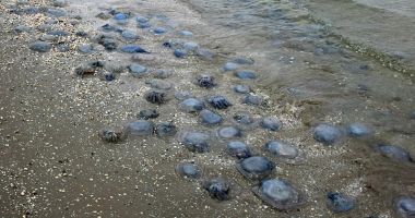 Invazie de meduze, la malul mării. "Nu sunt periculoase pentru oameni, dar afectează ecosistemul!" - 4