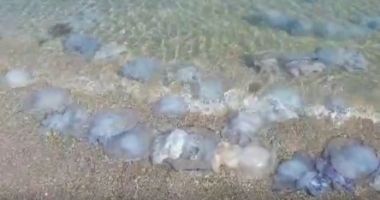 Apariție surprinzătoare pe litoralul românesc. Invazie de meduze albastre!