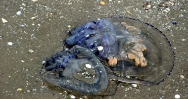 Invazie de meduze, la malul mării. "Nu sunt periculoase pentru oameni, dar afectează ecosistemul!" - 5
