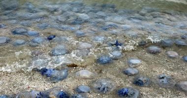 Stire din Social : Invazie de meduze, la malul mării. "Nu sunt periculoase pentru oameni, dar afectează ecosistemul!"