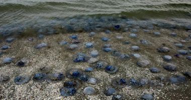 Invazie de meduze, la malul mării. "Nu sunt periculoase pentru oameni, dar afectează ecosistemul!" - 6