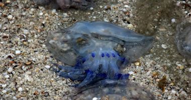 Invazie de meduze, la malul mării. "Nu sunt periculoase pentru oameni, dar afectează ecosistemul!" - 7