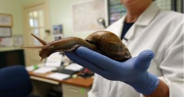 Melci uriași, de mărimea șobolanilor au invadat Florida. Un întreg oraș a intrat în carantină