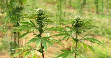 Stire din Eveniment : CULTURĂ OUTDOOR DE CANNABIS, descoperită de polițiști
