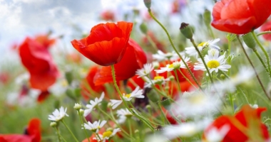 Stire din Social : CUM VA FI VREMEA PÂNĂ LA FLORII, LA CONSTANȚA