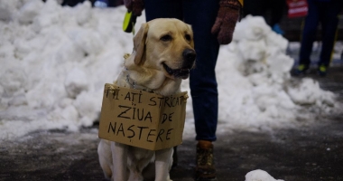 Galerie foto. Românul s-a născut poet! Mesaje pline de inteligență și ironie, la proteste - 13