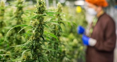 CULTURĂ ILEGALĂ DE CANNABIS, DESCOPERITĂ DE POLIȚIȘTI