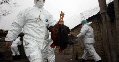 Stire din Actualitate : Milioane de păsări, sacrificate în Mexic, din cauza  gripei aviare