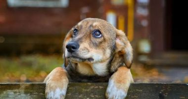 Stire din Social : Microciparea și sterilizarea animalelor este o obligație a stăpânilor!