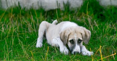 Stire din Social : Aveți un câine? Nu mai stați pe gânduri și microcipați-l!