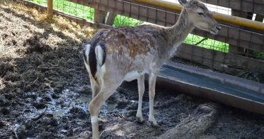 Criză majoră la Microrezervație. Nu se înghesuie nimeni să aibă grijă de animale! - 2